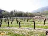 Anteprima